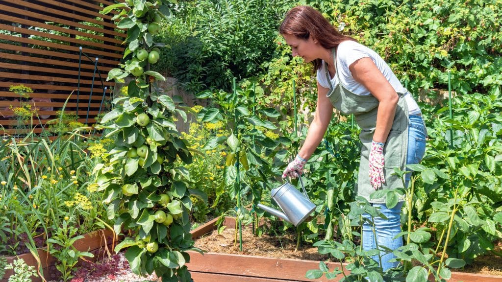 Run your own gardening business? Our Edmonton storage will help you grow. Image shows woman in T shirt, green apron and jeans watering plants in a terracotta plant bed, wearing floral gloves and holding a chrome watering can. 