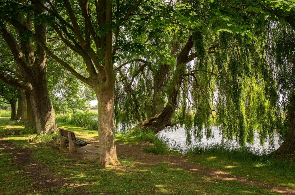 5 Top things to do in Huntingdon. Image shows willow trees by a river. 